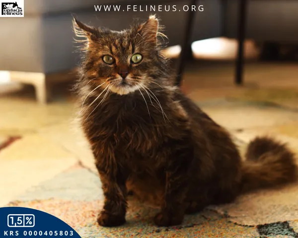 Kot do adopcji, Rzeszów, 8 kwietnia 2026 (1/4)