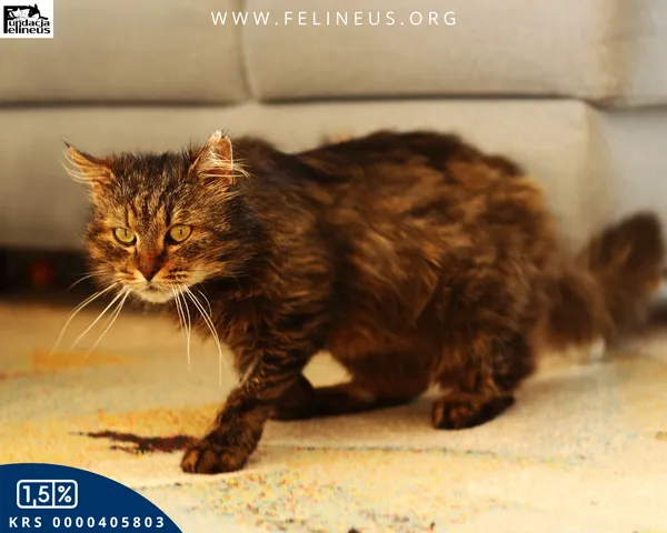 Kot do adopcji, Rzeszów, 8 kwietnia 2026 (2/4)