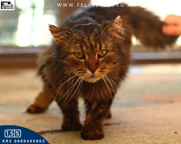 Kot do adopcji, Rzeszów, 8 kwietnia 2026 (3/4)