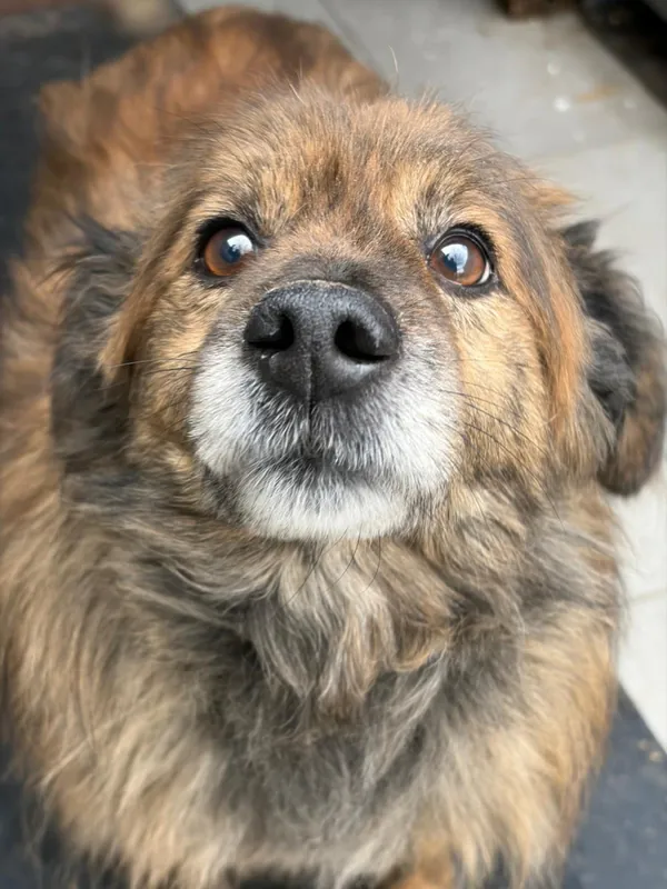 Pies do adopcji, Bełchatów, 30 stycznia 2024 (1/5)