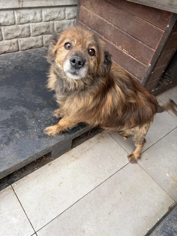 Pies do adopcji, Bełchatów, 30 stycznia 2024 (2/5)