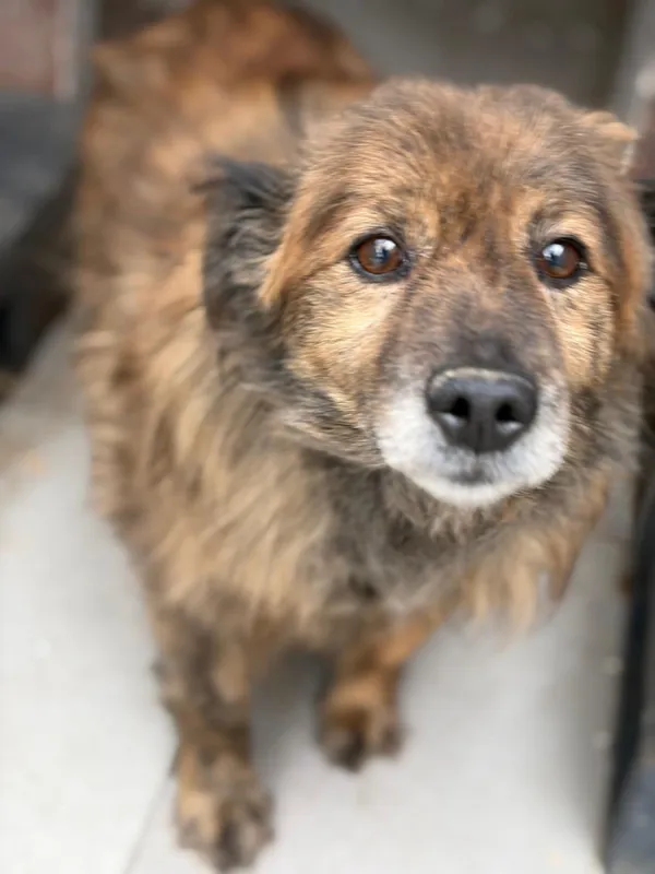 Pies do adopcji, Bełchatów, 30 stycznia 2024 (3/5)