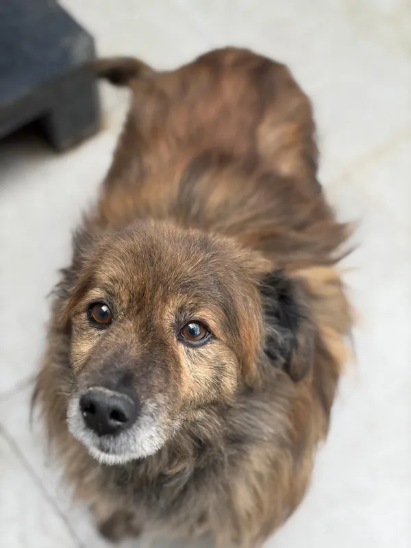 Pies do adopcji, Bełchatów, 30 stycznia 2024 (4/5)