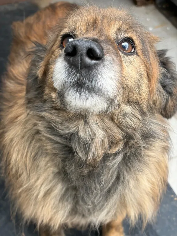 Pies do adopcji, Bełchatów, 30 stycznia 2024 (5/5)