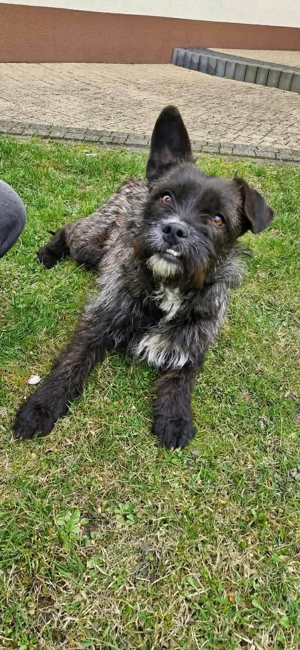 Pies do adopcji, Orzechowce, 7 kwietnia 2026