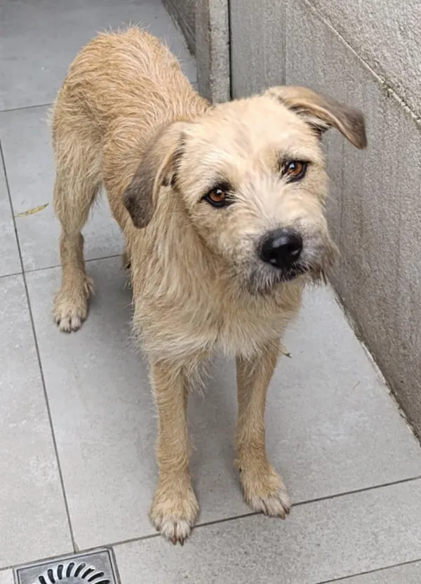 Pies do adopcji, Bełchatów, 16 października 2025 (1/4)