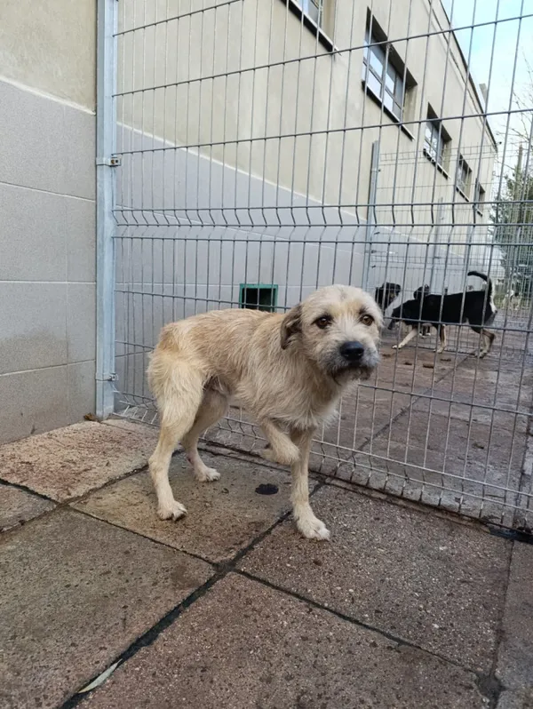 Pies do adopcji, Bełchatów, 16 października 2025 (2/4)