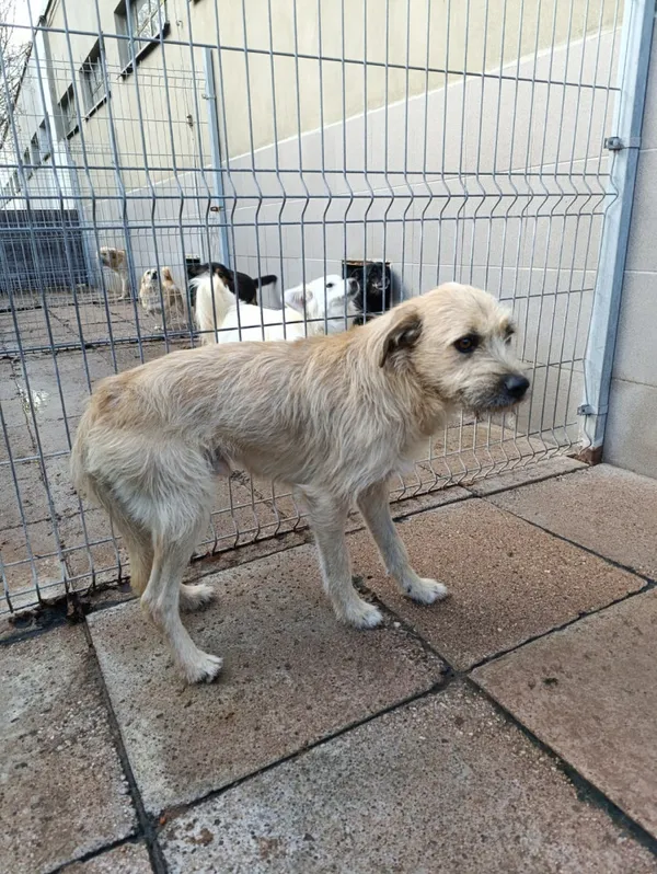 Pies do adopcji, Bełchatów, 16 października 2025 (3/4)