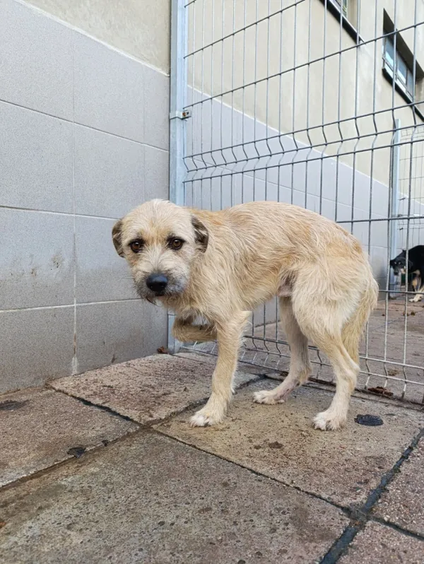 Pies do adopcji, Bełchatów, 16 października 2025 (4/4)