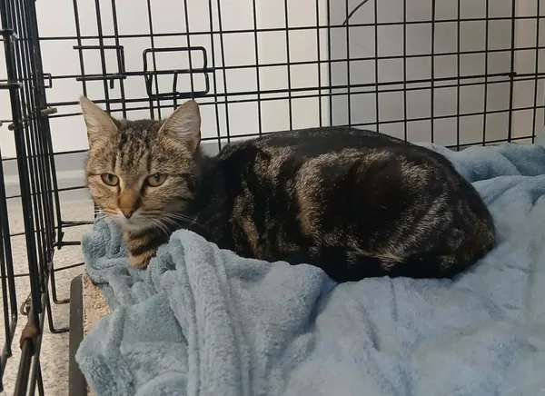 Znaleziono kota, Toruń, 7 kwietnia 2026