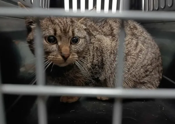 Znaleziono kota, Toruń, 7 kwietnia 2026