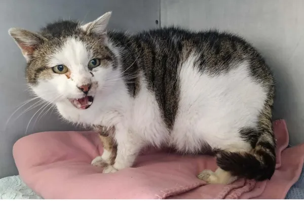 Znaleziono kota, Toruń, 6 kwietnia 2026