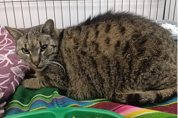 Znaleziono kota, Toruń, 4 kwietnia 2026