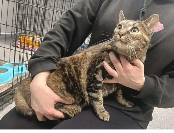 Znaleziono kota, Toruń, 4 kwietnia 2026