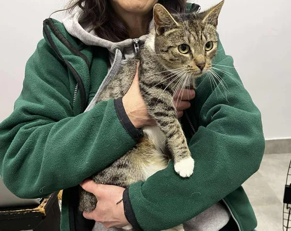 Znaleziono kota, Toruń, 3 kwietnia 2026