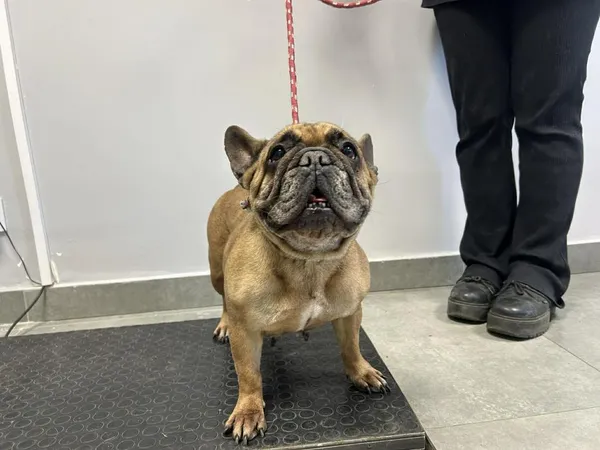 Znaleziono psa, Toruń, 2 kwietnia 2026