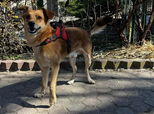 Znaleziono psa, Toruń, 2 kwietnia 2026