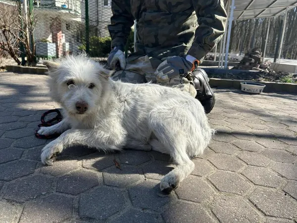 Znaleziono psa, Toruń, 2 kwietnia 2026