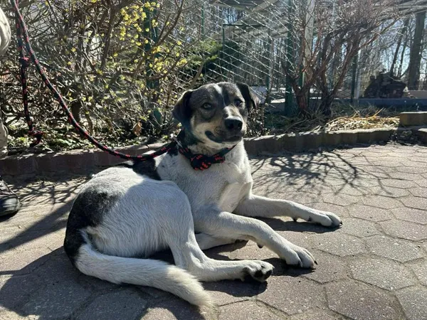 Znaleziono psa, Toruń, 2 kwietnia 2026