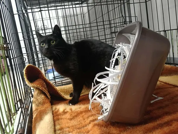 Znaleziono kota, Toruń, 2 kwietnia 2026