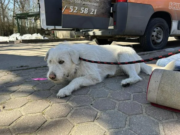 Znaleziono psa, Toruń, 2 kwietnia 2026