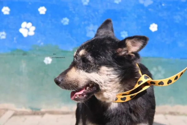 Pies do adopcji, Nowy Dwór Mazowiecki, 9 kwietnia 2026 (1/5)