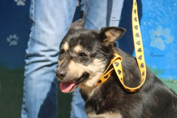 Pies do adopcji, Nowy Dwór Mazowiecki, 9 kwietnia 2026 (2/5)