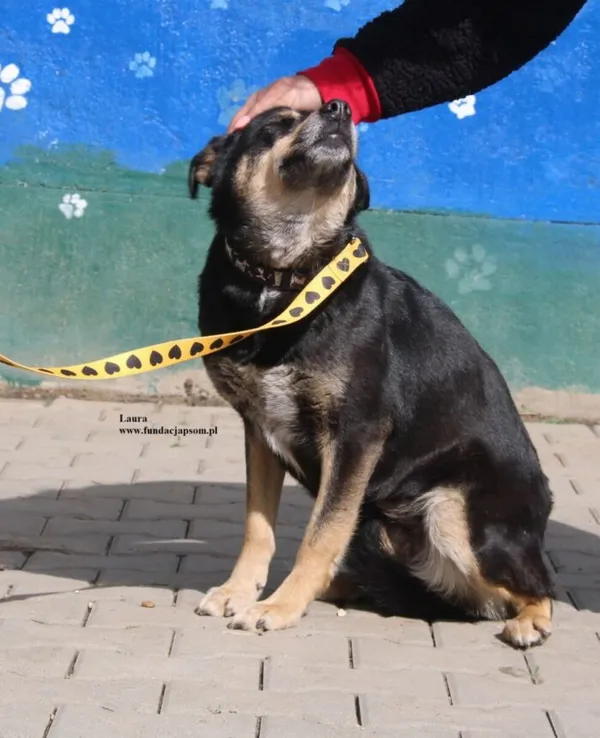 Pies do adopcji, Nowy Dwór Mazowiecki, 9 kwietnia 2026 (5/5)