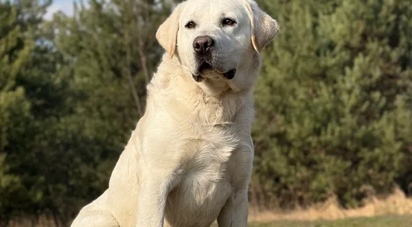 Pies do adopcji, Pieczyska, 8 kwietnia 2026 (1/5)