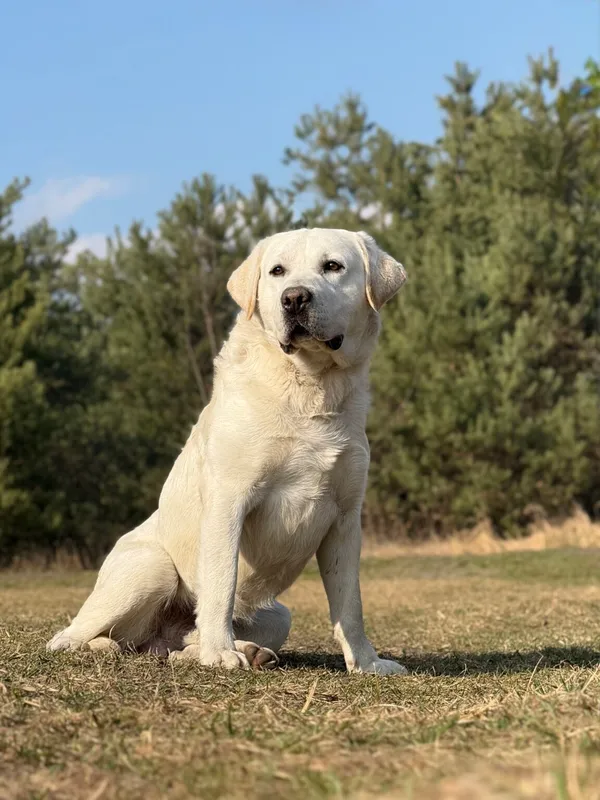 Pies do adopcji, Pieczyska, 8 kwietnia 2026 (2/5)