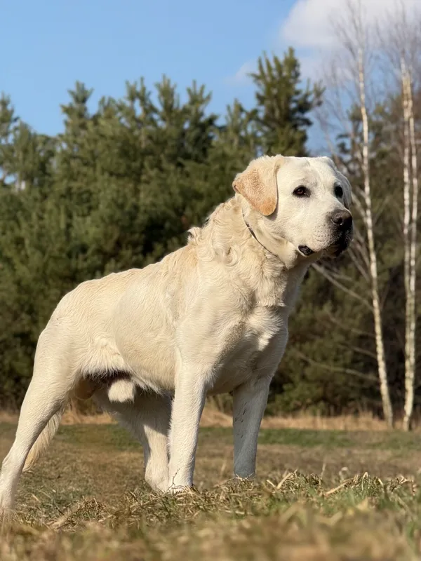 Pies do adopcji, Pieczyska, 8 kwietnia 2026 (5/5)