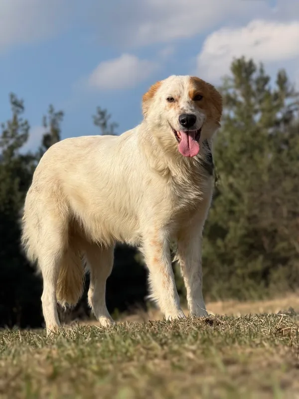 Pies do adopcji, Pieczyska, 8 kwietnia 2026 (2/5)