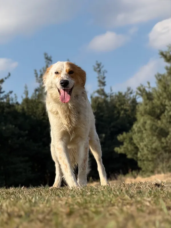 Pies do adopcji, Pieczyska, 8 kwietnia 2026 (4/5)