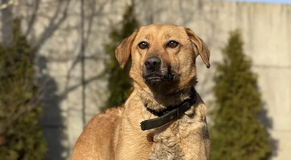 Pies do adopcji, Pieczyska, 8 kwietnia 2026 (1/5)