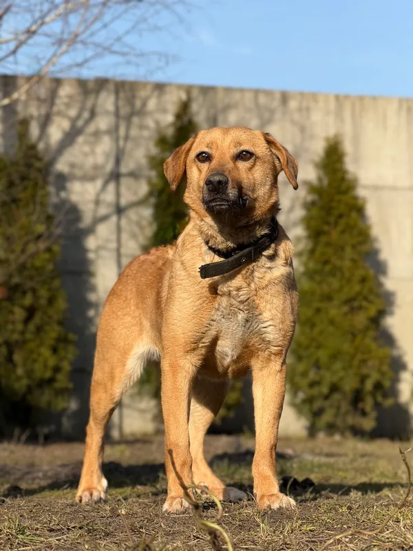 Pies do adopcji, Pieczyska, 8 kwietnia 2026 (2/5)