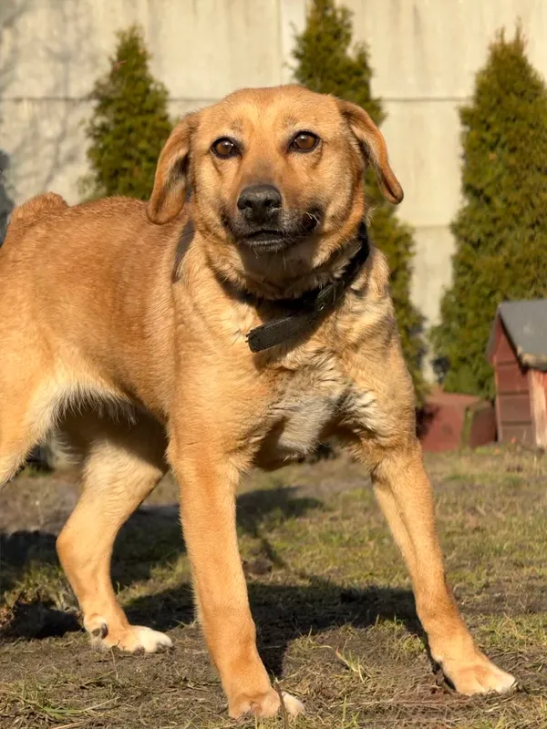 Pies do adopcji, Pieczyska, 8 kwietnia 2026 (4/5)