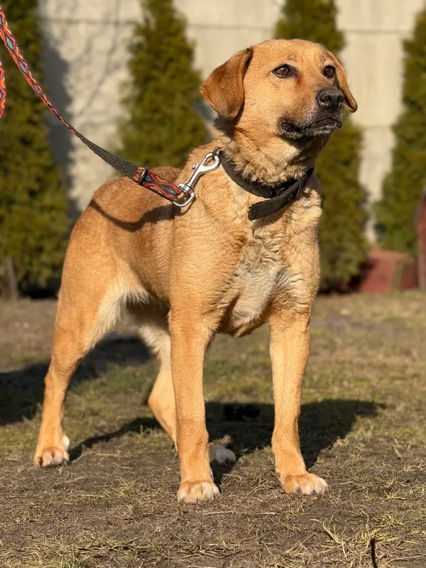 Pies do adopcji, Pieczyska, 8 kwietnia 2026 (5/5)