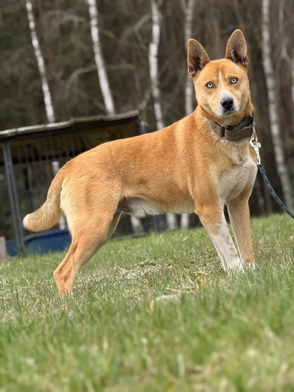 Pies do adopcji, Pieczyska, 8 kwietnia 2026 (2/5)