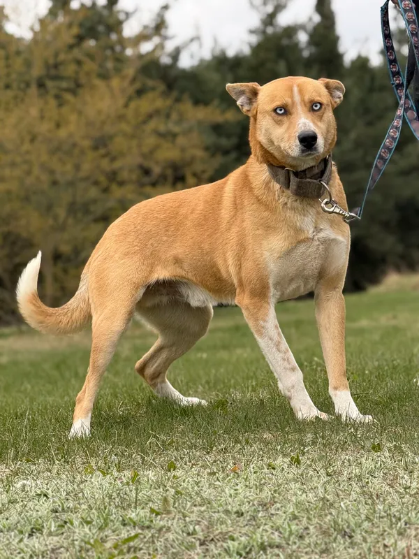 Pies do adopcji, Pieczyska, 8 kwietnia 2026 (4/5)