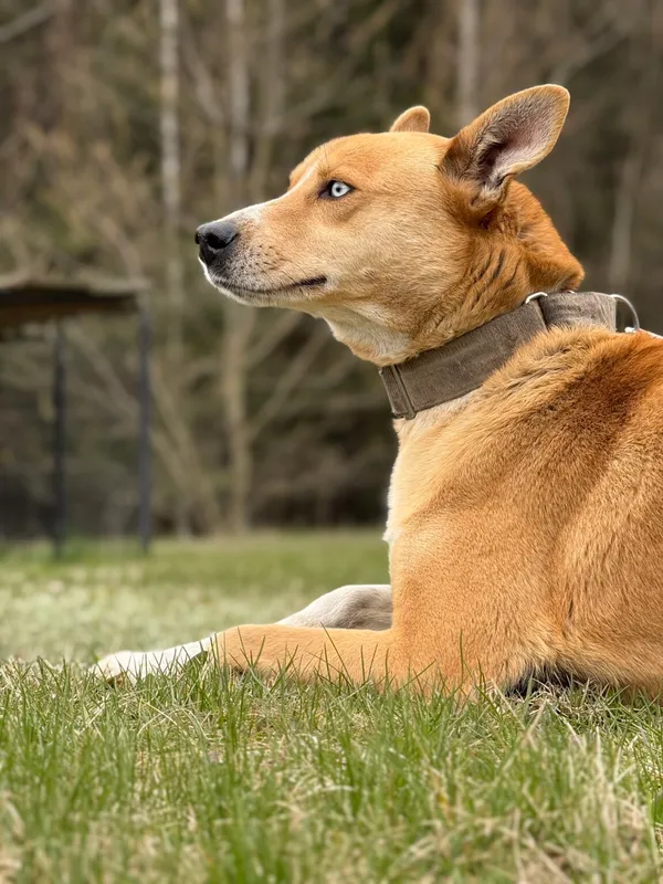 Pies do adopcji, Pieczyska, 8 kwietnia 2026 (5/5)