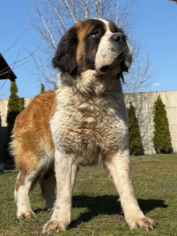 Pies do adopcji, Pieczyska, 8 kwietnia 2026 (3/5)