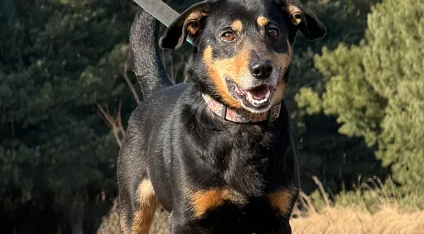 Pies do adopcji, Pieczyska, 8 kwietnia 2026 (1/5)