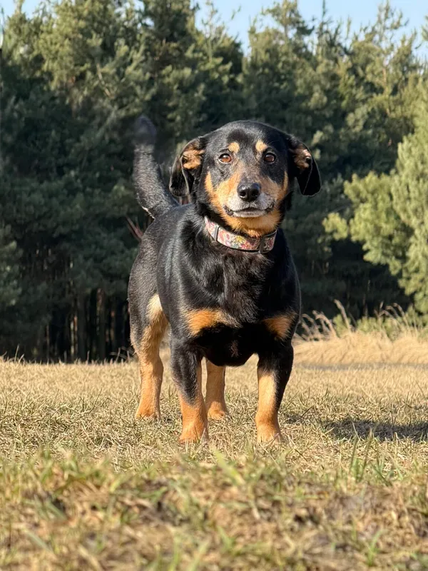 Pies do adopcji, Pieczyska, 8 kwietnia 2026 (5/5)