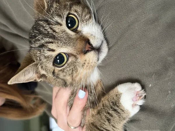 Kot do adopcji, Bełchatów, 14 października 2025 (1/4)