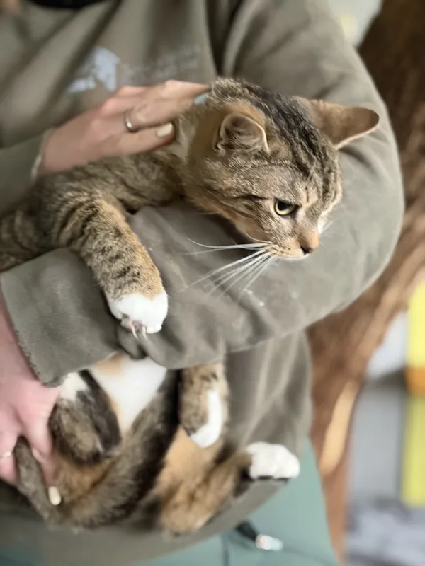 Kot do adopcji, Bełchatów, 14 października 2025 (2/4)