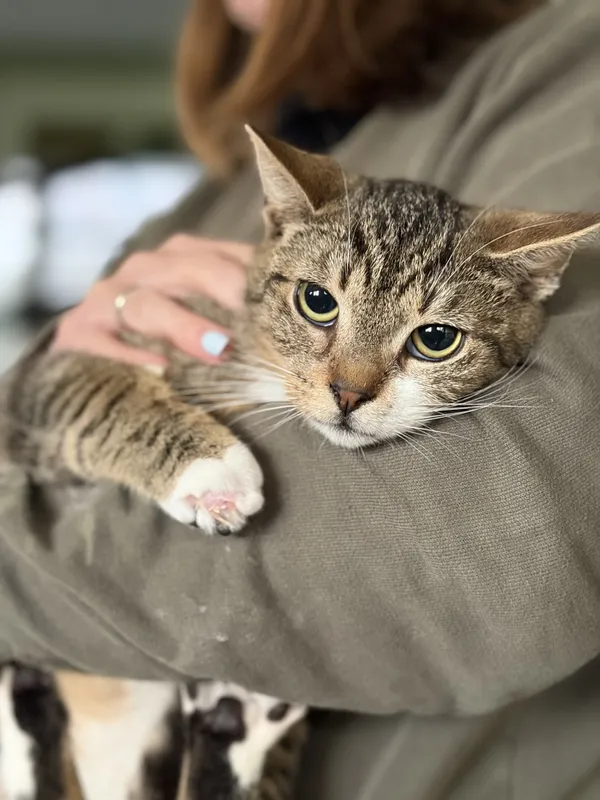 Kot do adopcji, Bełchatów, 14 października 2025 (3/4)