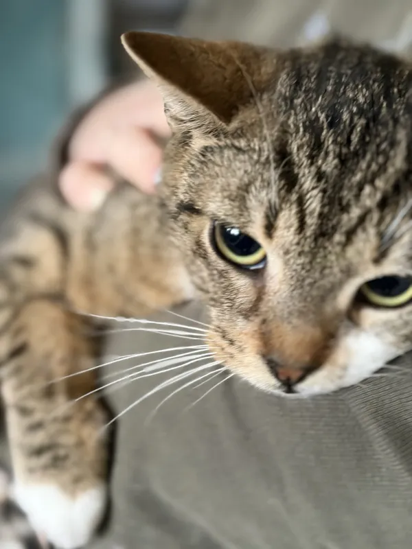 Kot do adopcji, Bełchatów, 14 października 2025 (4/4)