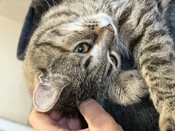 Kot do adopcji, Bełchatów, 19 czerwca 2025 (1/5)