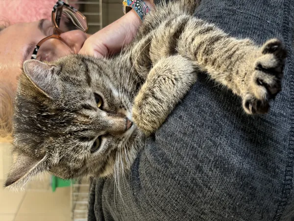 Kot do adopcji, Bełchatów, 19 czerwca 2025 (2/5)