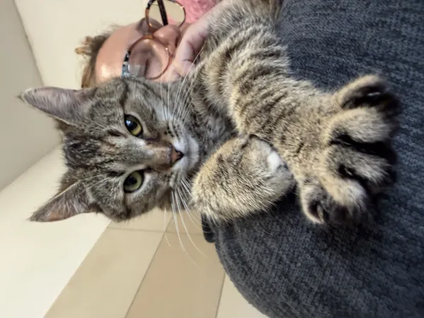 Kot do adopcji, Bełchatów, 19 czerwca 2025 (3/5)